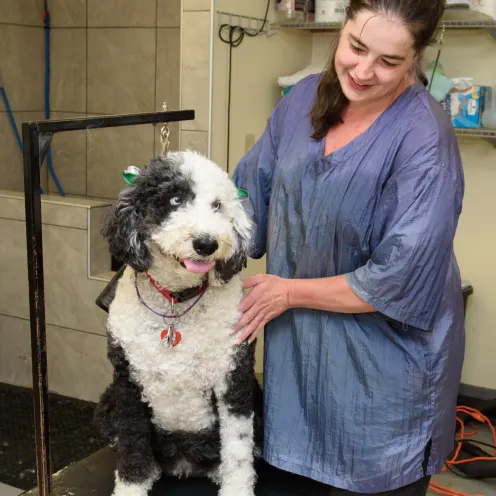 Dog in grooming area with staff member